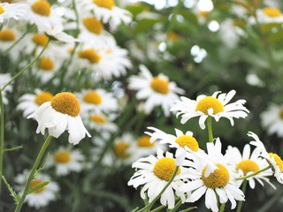 カモミール　春の花