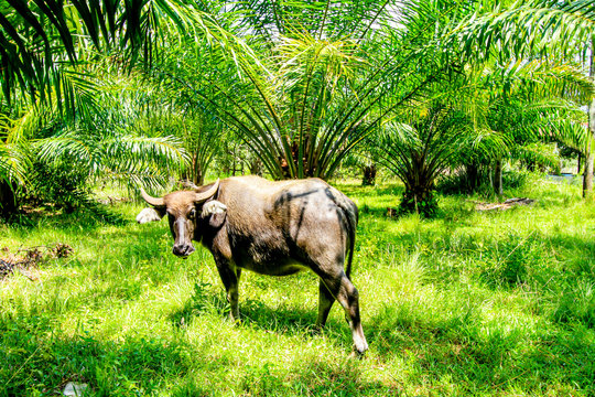 buffalo in green grass yard - koh klang krabi thailand