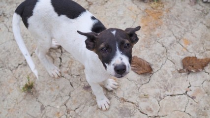 Homeless dog, Portrait of puppy relaxing on the sand beach, laying, in Thailand, Space for text in template, Looking at camera