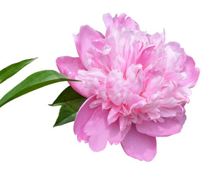 Pink peony flower close up on white background. Isolate