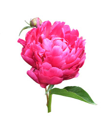 Dark pink blooming peony flower with leaves and bud. Isolate