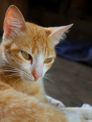 Fototapeta premium A cat looking at something