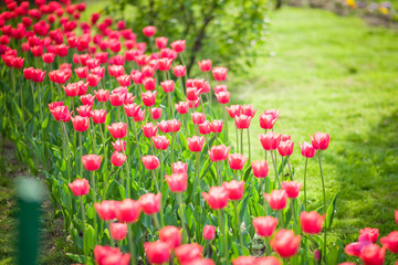 Obraz na płótnie Canvas field of red tulips