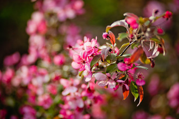 pink flowers in the garden