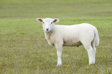 Naklejka na ściany i meble white sheep lamb standing on pasture
