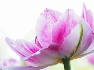 Fototapeta na wymiar Single pink varietal tulip background. 