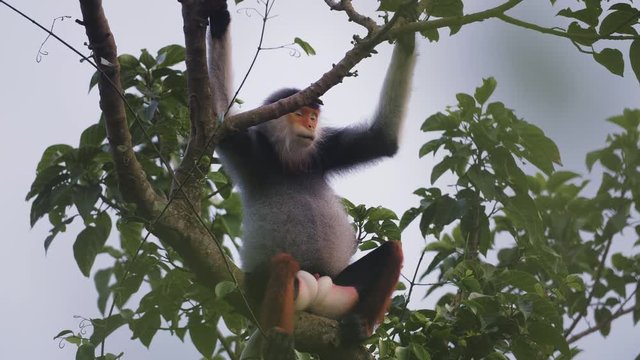 A rare red shanked Douc (Pygathrix nemaeus) in the mountains of Sun Tra Vietnam.