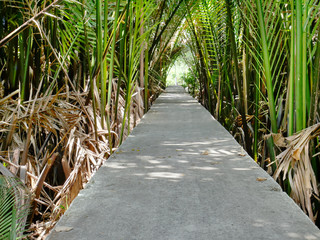 Straight Concrete Walkway Through Palm Tree Leaves and Branches
