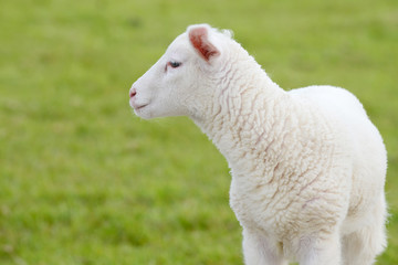 white sheep lamb standing on pasture