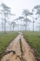 Road in pine forest cover with mist