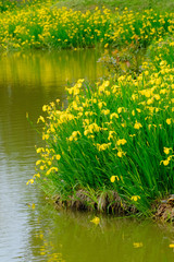 yellow iris flower