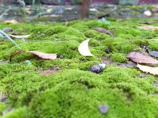 Moss pic