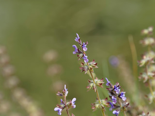 Salvia pratensis - Sauge des près ou sauge commune