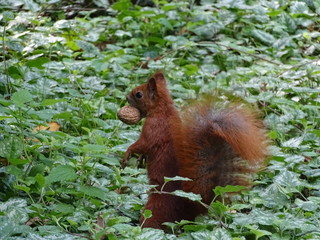 Squirrel stands in green flied with nut in his mouth