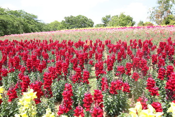 綺麗に咲いた薔薇