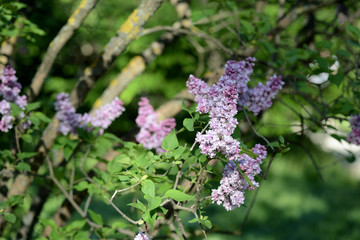 Beautiful lilac flowers in the garden on a sunny day