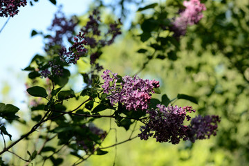 Beautiful lilac flowers in the garden on a sunny day