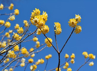 青空を背景にミツマタの黄色の花