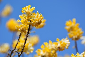青空を背景にミツマタの黄色の花