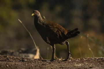 Tasmanian Native Hen or 'Turbo Chook'