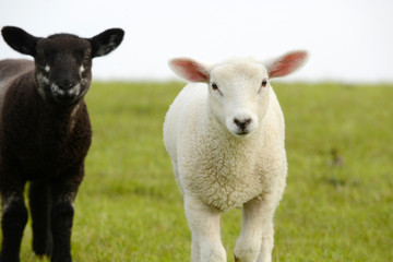 Naklejka na ściany i meble white sheep lamb and black lamb standing on pasture