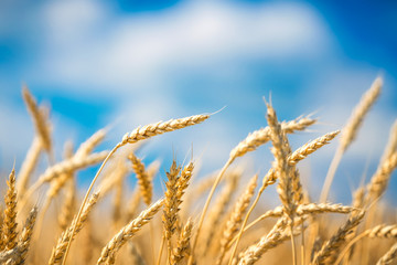 Fototapeta premium Close up of wheat ears. Golden wheat field over blue sky at sunny day.