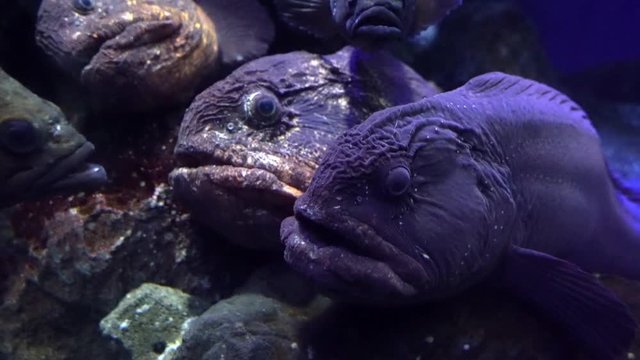Wolffish