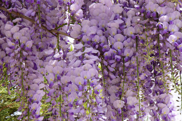 Hanging clusters of purple flowers Wisteria floribunda