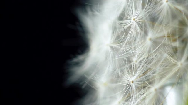 Dandelion seed flower rotatink on black background. Close up 4k footage.