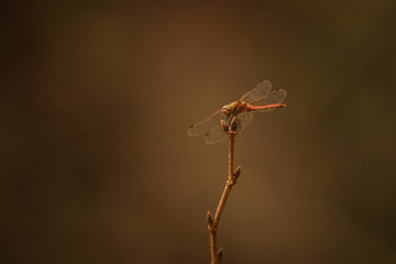 トンボ © yamasan