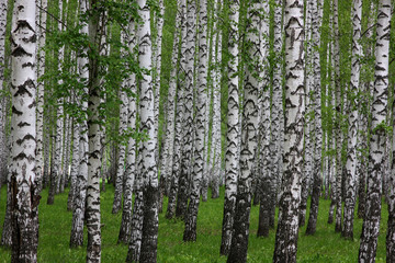 slender birches in the spring Park