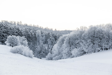 Winterwald Harz