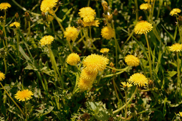 Yellow dandelions on a green lawn on a sunny day. Retro style toned