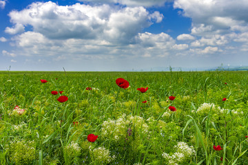 Green field with clouds in the blue sky