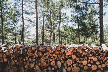 A pile of wooden logs prepares for the wood industry. 