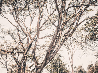 Close-up nature of tree and trunks with sky in vintage style background.