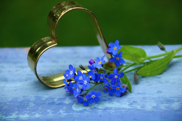 vergissmeinnicht  ( Myosotis)   HERZ  GARTEN