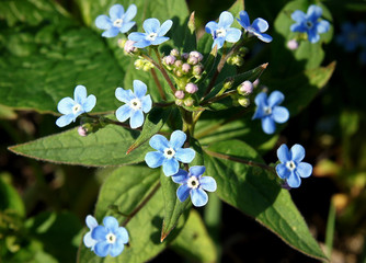 Brunnera macrophylla blue flowers