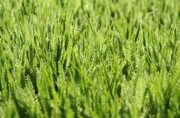 Young fresh leaves of common yarrow