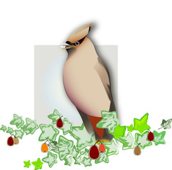 свиристель и плющ, вектор и джипег