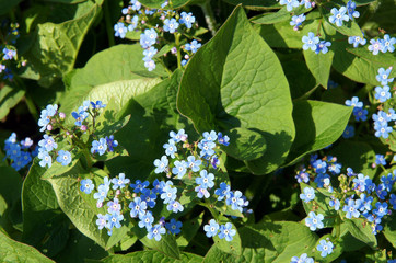 Brunnera macrophylla blue flowers