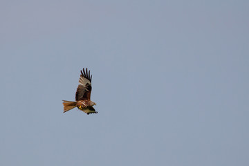 Red Kite (Milvus milvus) flying over the nature protection area Mönchbruch near Frankfurt, Germany.
