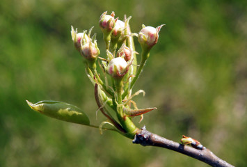 Buds of pear in the early spring