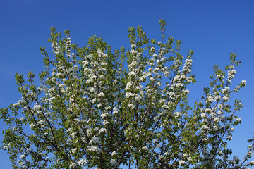 Flowers of pear in the early spring