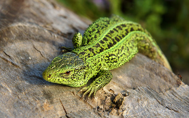 The sand lizard (Lacerta agilis)