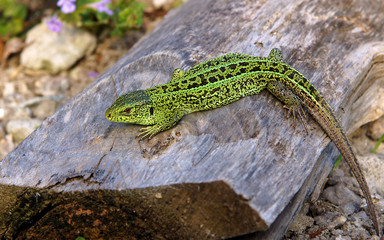 The sand lizard (Lacerta agilis)