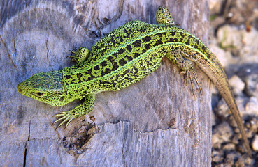 The sand lizard (Lacerta agilis)
