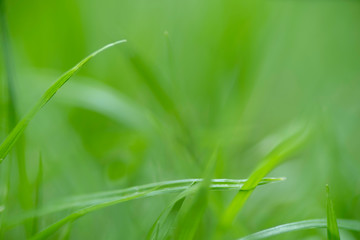 Close up of green grass with blurred background. selective focus