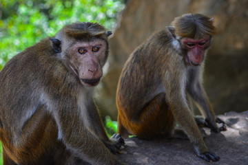 Sri Lanka Dambulla Macaque monkeys
