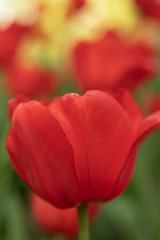 red tulips on a green background of foliage in early spring